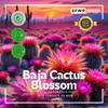 Baja Cactus Blossom Fragrance Oil