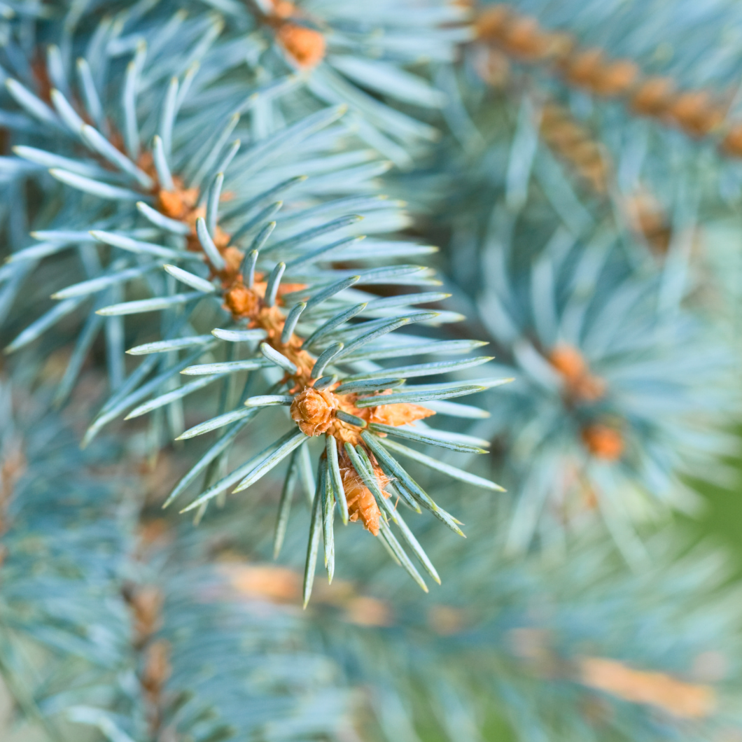 Blue Spruce Fragrance Oil – Stay Fresh with Peanut